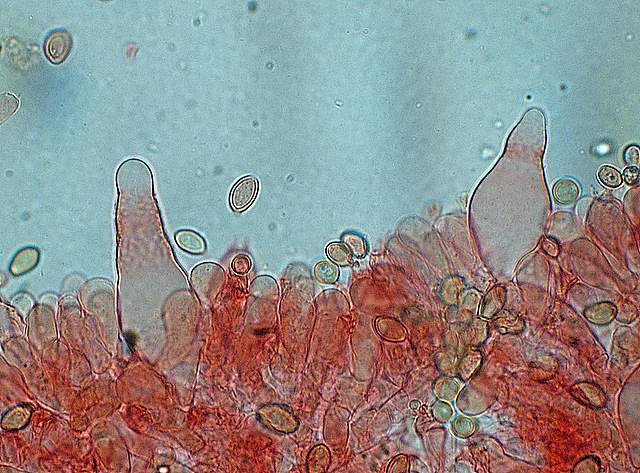Agrocybe sororia s.l.